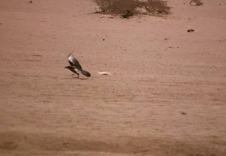 Raven landing on the ground and walking towards the vultures (mission). Halayeb, Egypt