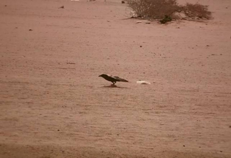 A raven walking to the standing lappet-faced vulture (mission). Halayeb, Egypt
