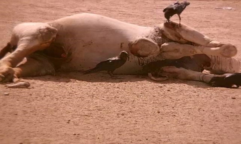 Ravens (black birds) eating from slaughtered camel. Halayeb, Egypt.