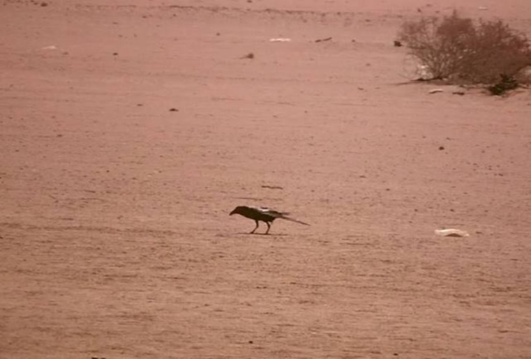 A raven walking towards the vultures (mission). Halayeb, Egypt