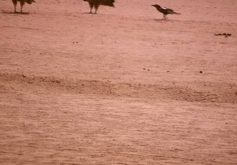A raven & lappet-faced vultures (mission). Halayeb, Egypt