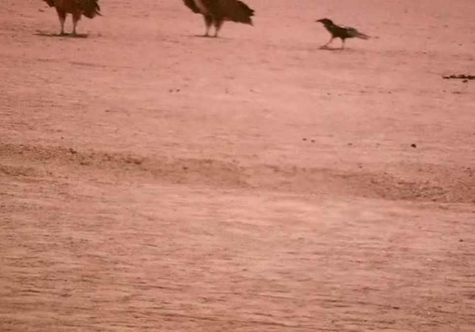 A raven & lappet-faced vulture (mission). Halayeb, Egypt