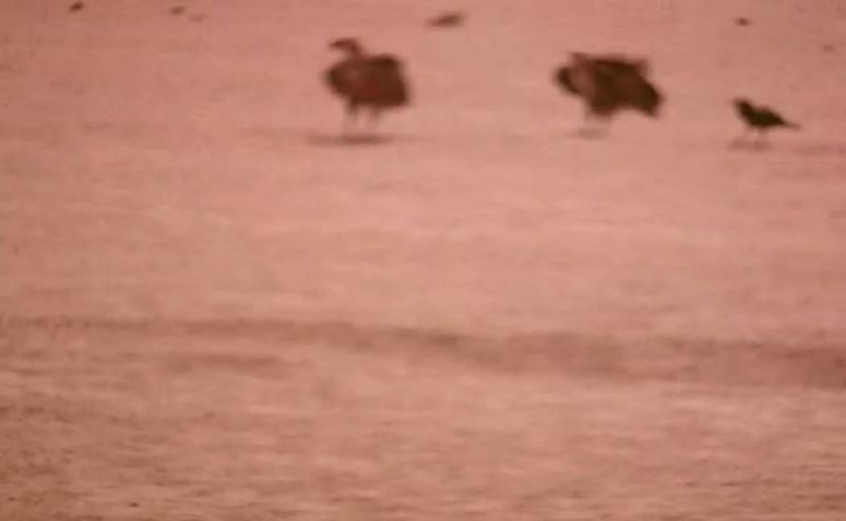 Lappet-faced vultures & a raven standing together on the ground (mission). Halayeb, Egypt