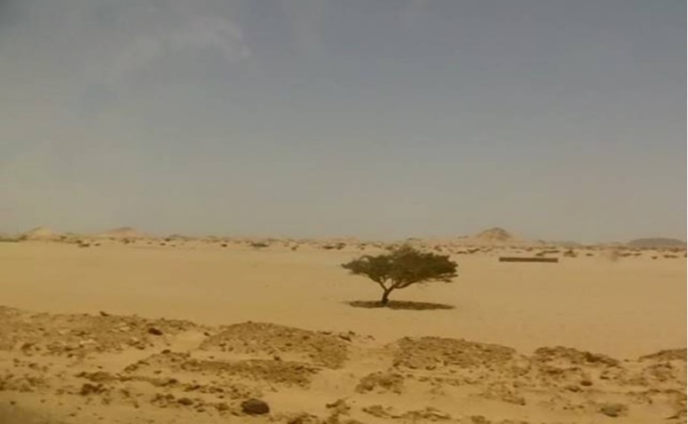 Acacia tree with normal shape & moderate growth. Halayeb, Egypt
