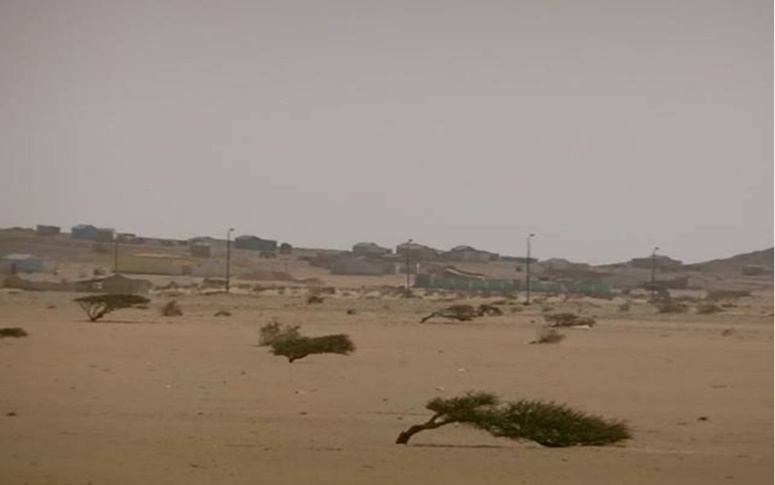 Acacia trees with defected shape and growth. Halayeb, Egypt