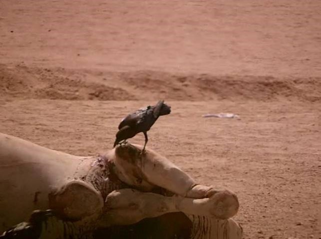 Ravens body language, attention & chatting. Halayeb, Egypt.