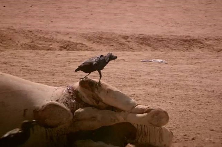 Ravens body language & smart attitude. Both ravens speak to each other indicating advanced social interaction and the presence of common language. Halayeb, Egypt