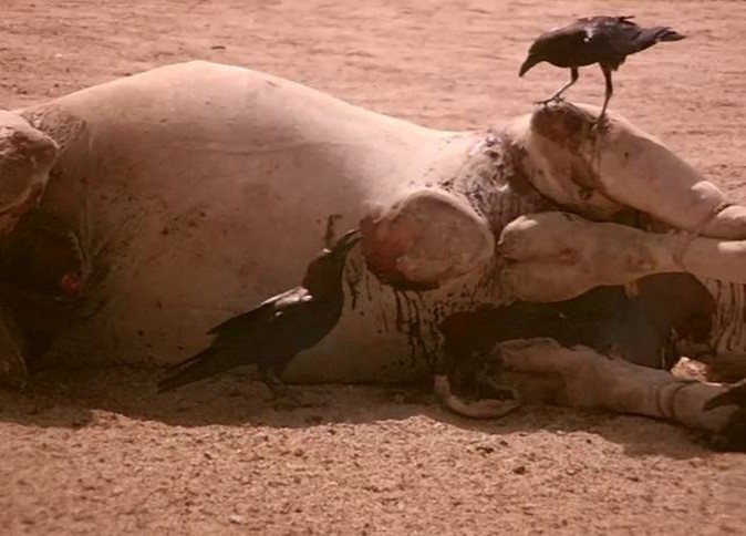 Ravens discuss certain problem. A raven speaks while the other one listen carefully. Halayeb, Egypt.