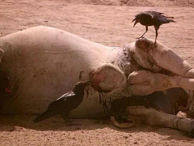 Ravens continue arguing & discussing the situation. Body language indicates that both ravens try to find solution. Halayeb, Egypt