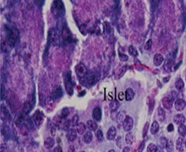 Photomicrograph of the pancreas from DEE rats showing preserved normal pancreas histoarchitecture (H &E stain X400 magnification)