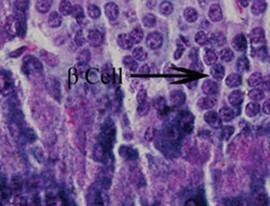Photomicrograph of the pancreas from DSE rats showing preserved normal pancreas histoarchitecture (H &E stain X400 magnification)