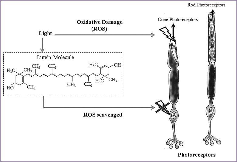 Schematic depicting the protective action of phytochemicals on light-induced photoreceptor damage. Lutein and its isomer zeaxanthine are natural carotenoid phytochemicals present within the macula which are hypothesized to mitigate light-induced oxidative damage by scavenging of ROS.