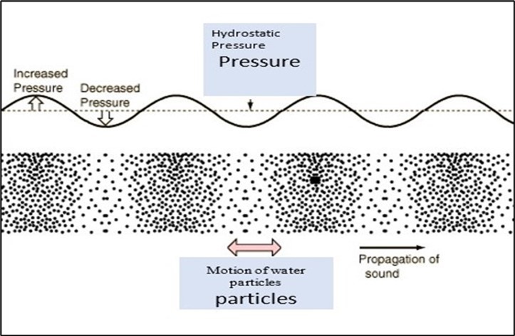 (Drawn by me): Sound sources compress the water, and increase and decrease the hydrostatic pressure, and the sound pressure passes away from the source. It is accompanied by back and forward motion of particles of the water, termed the particle motion, which also travels in a particular direction. Particle Motion levels are much higher in the Near Field, close to the source, especially at low frequencies.