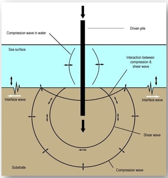 (Drawn by me): Pile driving, where a strong and rigid pile is banged from above, resulting in sound propagation through the seabed as well as through the water. Pile driving is used for construction work close to the shore and also within the sea. Below-ground impact produces compression waves which propagate outwards. Shear waves and interface waves are also produced. Propagation velocities are highest for the compression waves, intermediate for shear waves, and lowest for interface waves. As the waves propagate away from the pile they begin to separate. In addition, they can decay at different rates but this decay is frequency dependent. Interface waves at the lower frequencies may dominate substrate transmission at long distances, showing the least attenuation