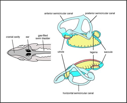 (Drawn by me): The otolith organs of a fish, the cod. Each otolith (yellow) is a heavy calcareous lump, sitting on a membrane (pink) of sensory hair cells. The head of the fish is moved by the particle motion but the dense otoliths tend to move less, resulting in motion of the sensory hair cells. The hair cells in different parts of the air are orientated in different directions.