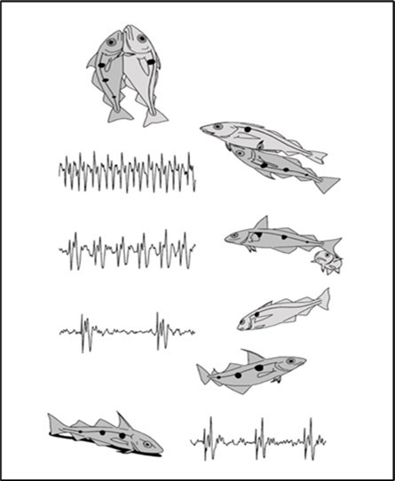 (Drawn by me) The sounds made by male haddock during spawning. Starting at the bottom the males make repeated knocks on the seabed. When the female arrives and selects a particular male, that male leads the female up through the water and produces faster sounds, and it then mounts the female to spawn, producing sounds initially but then becoming silent when the female releases its eggs and the male adds its sperm into the water. The sperm and eggs combine to generate a new young fish.