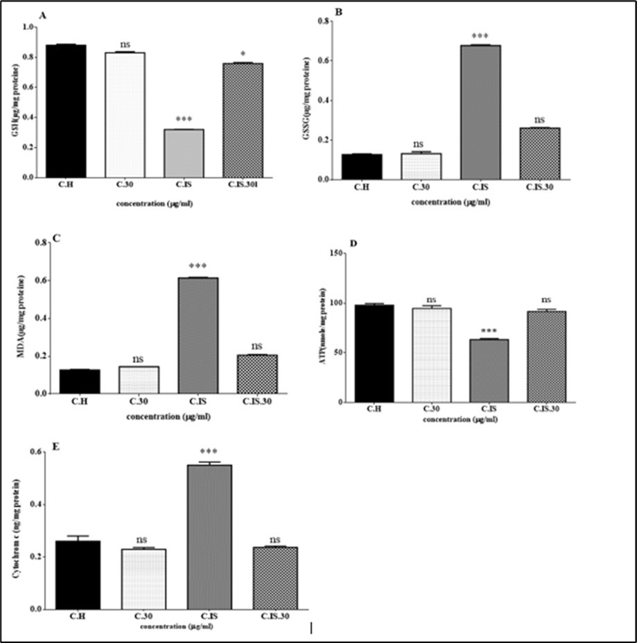 Effect of Torsion /detorsion and ozone/oxygen on GSH, GSSG , MDA, ATP and cytochrome c release in rat testis (A, B, C ,D and E). MDA, GSH, GSSG ATP and cytochrome c release were measured in testicular tissues after treatment with Torsion /detorsion and ozone/oxygen. Graph A shows that content of GSH significantly (p<0.001) decreased in Torsion /detorsion group in compared to control group. The content of GSH not show any significant changes in Torsion /detorsion + ozone/oxygen and ozone/oxygen treated groups in compared to control group. Also, B graph indicates that content of GSSG significantly increased in Torsion /detorsion group in compared to control group. While there are not any significant changes in the content of GSSG in Torsion /detorsion + ozone/oxygen and ozone/oxygen treated groups in compared to control group. Similarly, Graphs C shows that lipid peroxidation significantly increased in Torsion /detorsion group in compared to control group while this effect inhibited in Torsion /detorsion + ozone / oxygen group. Graph D, ATP content decrease significantly in Torsion /detorsion group in compared to control group while this effect reflected in Torsion /detorsion + ozone/oxygen group. Ozone/oxygen alone did not show a significant effect. Graph E, Cytochrome c release in testis cells. As shown in graph Torsion /detorsion induced cytochrome c release and ozone/oxygen therapy significantly reflected this endpoint in cells. ns indicates not significant difference with control group. ***indicatessignificant difference with control group.