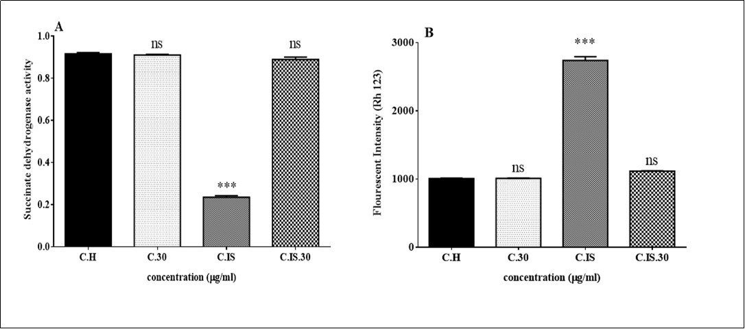 Effect of Torsion /detorsion and ozone/oxygen on succinate activity and MMP in rat testis (A, B). these toxicity factors were measured in testicular tissues after treatment with Torsion /detorsion and ozone/oxygen. Graphs A shows that succinate activity significantly decreased in ischemic group in compared to control group while this effect inhibited in TD + ozone / oxygen group. Graph B shows that MMP significantly (p<0.001) increased in ischemic group in compared to control group.