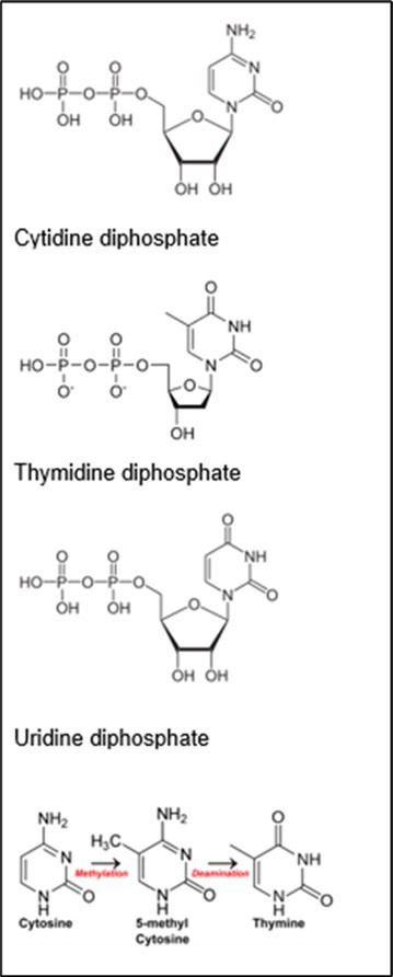 Pyrimidine Nucleotides