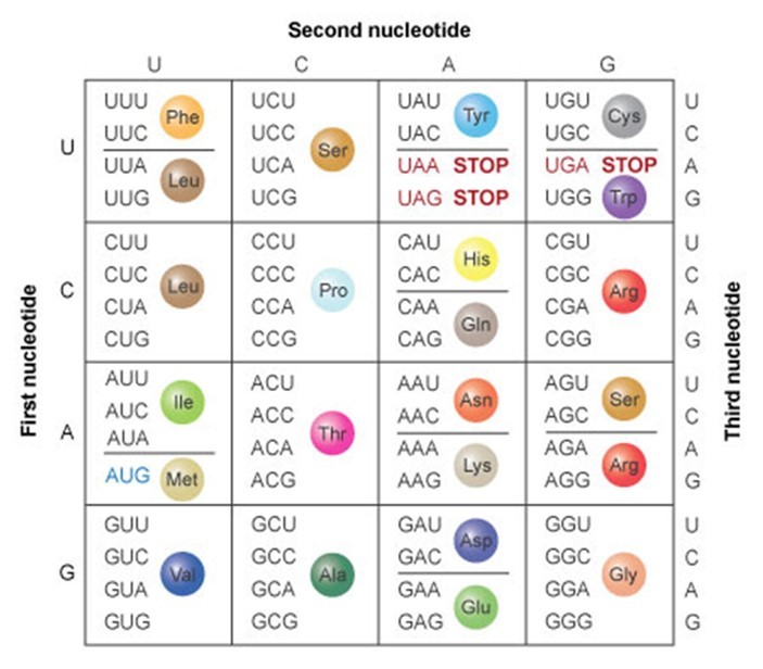 Nucleotide Codons for Amino Acids (reference 9)
