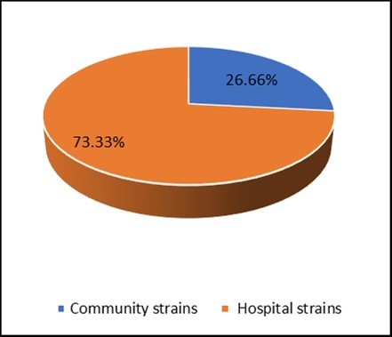 Distribution of isolated strains of Staphylococci.
