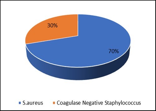 Distribution of strains of Coagulase Negative Staphylococcus and S. aureus identified.