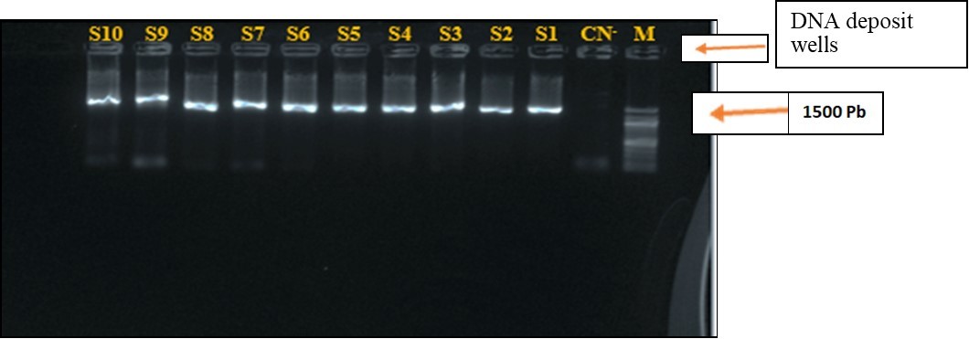 Electrophoresis on Agarose Gel at 1% of the PCR Product of the rRNA16S gene of strains. S1-S10 : Strains of Staphylococci ; M : labder marker DNA (100), CN- : Negative control.