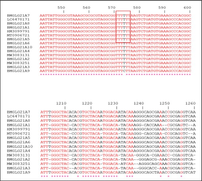Part of the multiple alignment of the gene sequences encoding the 16S rRNA of the identified strains and the homologs sequences from the databases.
