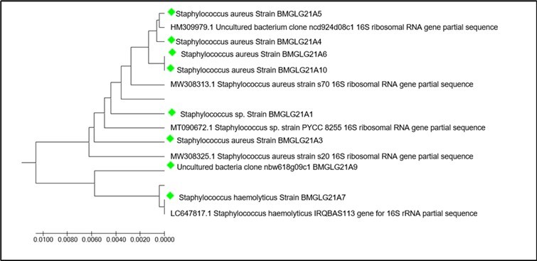 Phylogenetics of strains identified by the 16S rRNA gene and their homologs from databases