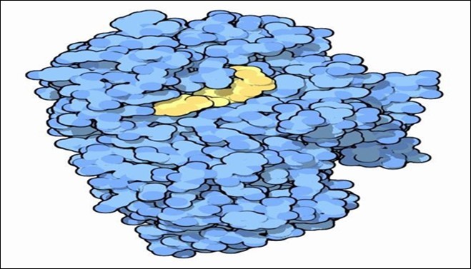 Surface model of alpha amylase with Ligand attached. 13