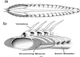 The drumming muscles of the haddock, that compress the swim bladder and generate sounds.