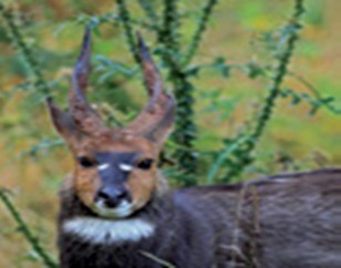 Tragelaphus scripus Meneliki