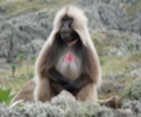Theropithecus gelada