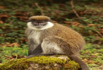 Chorocebus djamdjamenosis