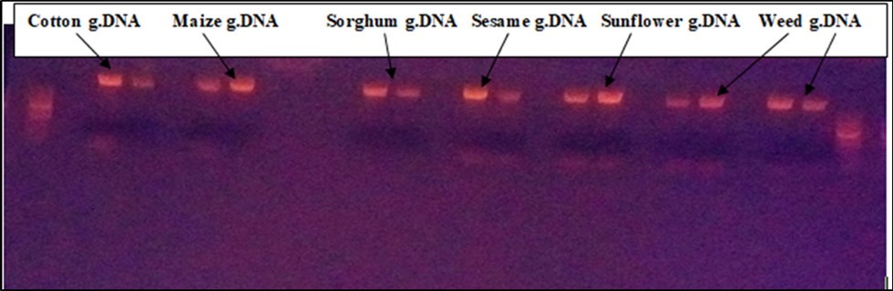 Extracted DNA of samples on 1% agarose gel electrophoresis