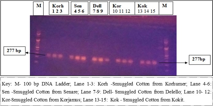 PCR products of common Bt cotton gene.