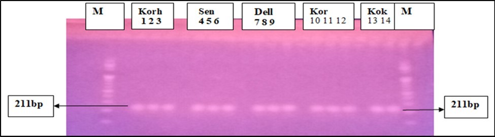 PCR products of Bt-176 specific gene