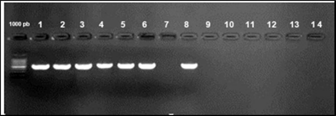 Agarose gel electrophoresis showing amplification of iroN gene (553bp) Lane 1-6, 8: positive samples. Lane 7, 10-14: negative samples