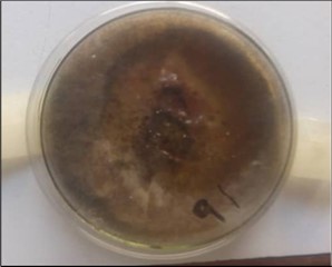 14 days of biodegradation activity of Rhizopous Oryzea on gum arabic-graft-polyethylene glycol