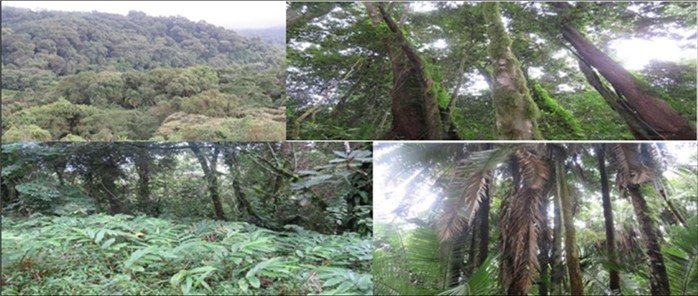 The Forestland at Bayo community managed forest, Southern Ethiopia (Photo: Tamirat Haile, 2021).