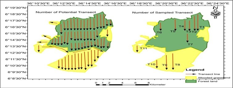 The number of potential and sampled transects in the study area