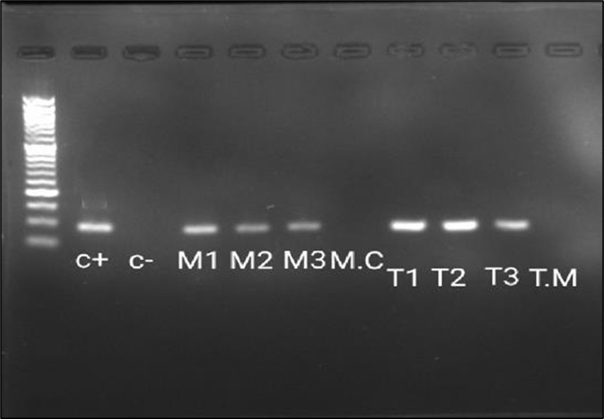 The Reverse Transcriptase -PCR amplification of dermatophytes gene (approximately 98 bp). Lane M: 50 bp ladder; lane 1: control positive Trichophyton mentagrophytes (Robin) Blanchard AUMC 14492 (C+); lane 2: control negative (C-); lane 3-5: Microsporum canis from experimentalyl infected Guinea pigs (M1, M2, M3); lane 6: M. Canis from culture (M.C); lane 7-9: T. Mentagrophytes from experimentally infected G. Pigs (T1, T2, T3); lane 10: T. Mentagrophytes from plate (T.M).