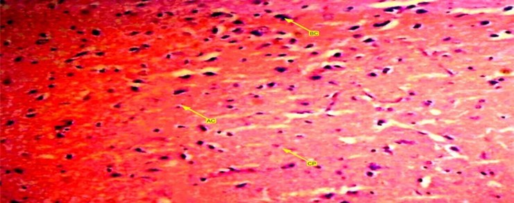 A photomicrograph of group three (3), control group showing anterior pituitary gland of female wister rat with arranged gland. Acidophilic, basophilic and chromopobe cells are present in equal proportion.