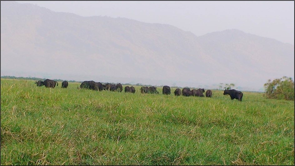 African Buffaloes in Dhati Welel National Park