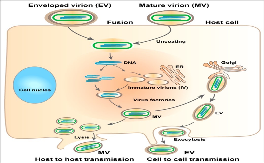 Life cycle of Monkey pox virus; source: 26