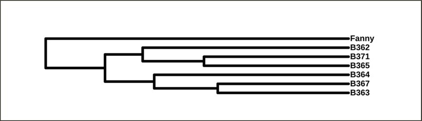Rectangular dendrogram obtained from the stylometric analysis of the Bolívar letters, visualized with iTOL (Letunic, 2021).