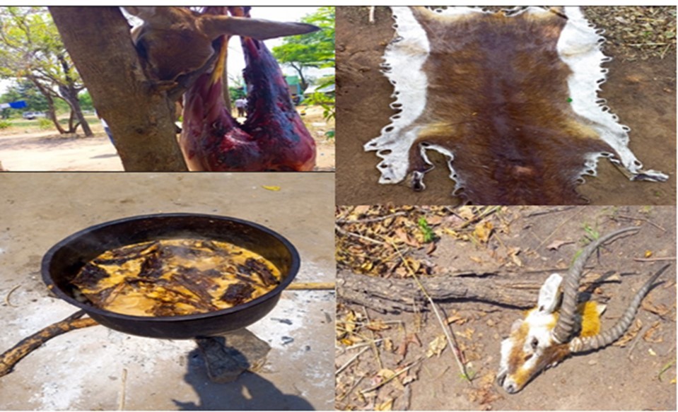 White-eared kob bush meat collected through hunting (Source: By Author, 2023)