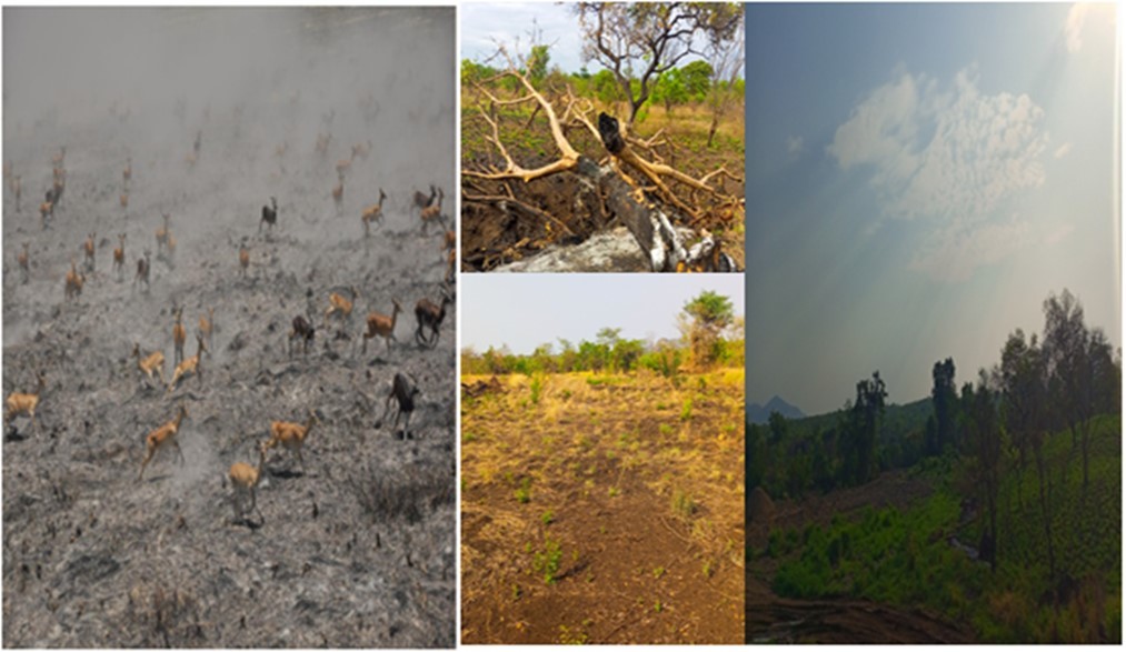 White-eared kobs during peak fire season in Gambella National Park (Kassahun Abera, 2018).