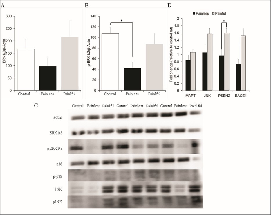 Pain perception prevents ERK1/2 phosphorylation and up-regulates PSEN2 mRNA levels in the rats with dentin erosion 60 min after HFS. A and B: The levels of total-ERK1/2 and phosphorylated ERK1/2 in the hippocampus of control rats (n = 6) and dentin erosive rats with molar teeth stimulated with warmish water (painless, n = 6) and cold water (painful, n = 6) were measured. Protein levels were detected by immunoblot analysis as described in the Methods section. Relative optical density (Y-axis) was calculated dividing the optical density of the analyzed band by that of own β-actin band, and quantified as percent change of the first control hippocampus sample on the membrane. *significant p values from Mann Whitney U test. C: Representative blots of total-MAPKs and p-MAPKs. Down-regulation of p-ERK1/2 in the blots of dentin erosive rats with molar teeth stimulated with warmish water (painless) is not seen in dentin erosive rats with molar teeth stimulated with cold water (painful). D: qRT-PCR analysis of neurodegeneration-related genes in LTP induced-hippocampus of control rats (n = 6) and dentin erosive rats with molar teeth stimulated with warmish water (painless, n = 6) and cold water (painful, n = 6). The cycle threshold (Ct) was determined for each target gene in duplicate. The β-Actin gene was used as the house- keeping gene (reference gene). At the end of the process, Ct (threshold cycle) values was recorded. The Ct values obtained were calculated and normalized using the 2−△△Ct method.