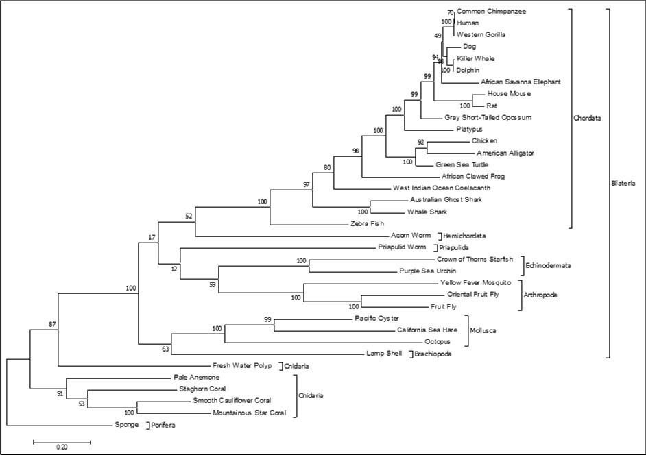 Rbm45 cDNA molecular phylogeny. Evolutionary analysis of 36 Rbm45 orthologous cDNA sequences across metazoan taxa conducted in MEGA7. The evolutionary history was inferred by using the Maximum Likelihood method based on the Tamura-Nei model 50. The tree with the highest log likelihood (-82723.91) is shown. The bootstrap consensus tree inferred from 1000 replicates is taken to represent the evolutionary history of the taxa analyzed 51. Branches corresponding to partitions reproduced in less than 50% bootstrap replicates are collapsed. The percentage of replicate trees in which the associated taxa clustered together in the bootstrap test (1000 replicates) are shown next to the branches. Initial tree(s) for the heuristic search were obtained automatically by applying Neighbor-Join and BioNJ algorithms to a matrix of pairwise distances estimated using the Maximum Composite Likelihood approach, and then selecting the topology with superior log likelihood value. The tree is drawn to scale, with branch lengths measured in the number of substitutions per site. There were a total of 8510 positions in the final dataset. Phyla are indicated by the inner brackets. The monophyletic clade Bilateria is indicated by the outside bracket. The tree is rooted on phylum Porifera.